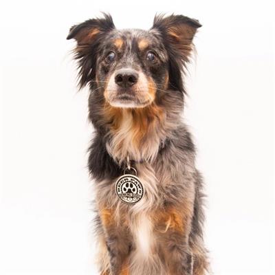 Bottle Opener for Dog Collars and Leashes