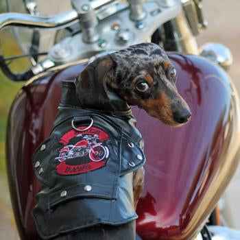 Biker Dawg Motorcycle Dog Jacket - Black Biker Dog Jacket for Stylish Rides