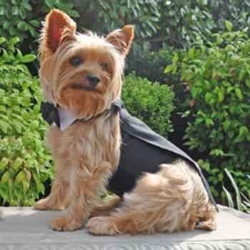 Black Dog Tuxedo Harness with Tails, Bow Tie, and Cotton Collar