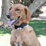 Wedding Dog Bow Tie - Universal Black Bow Tie with Starter Collar for Dogs