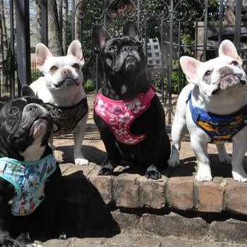 Wrap and Snap Choke Free Dog Harness - Pink Hibiscus