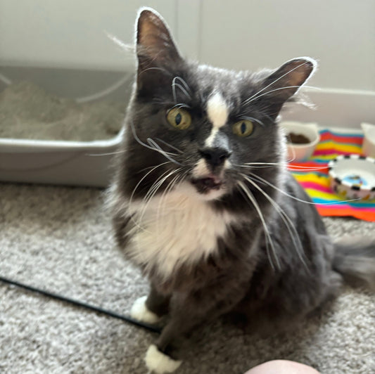 Ailurophile? What's that?!