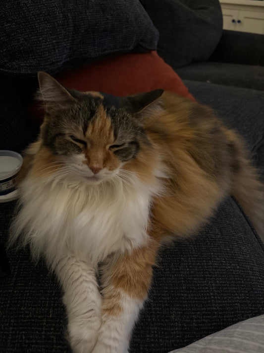 Cat-Attack? Here's how you can prevent a heart attack, stroke, and more health issues!