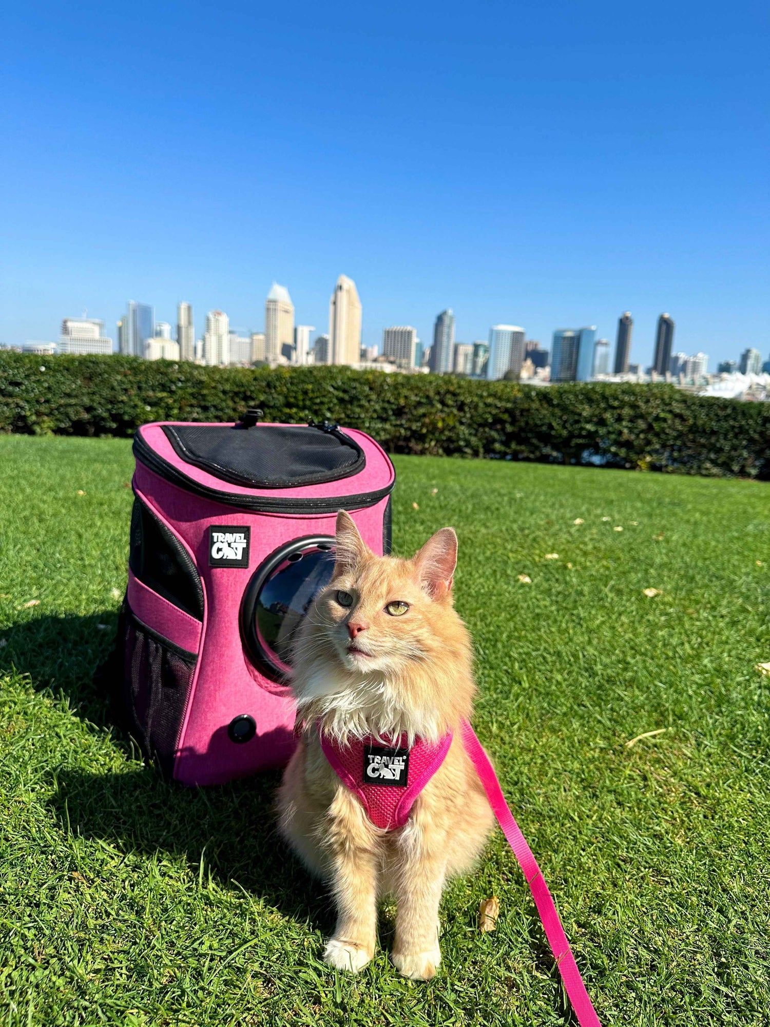 Stylish Cat Harnesses, Leashes & Collars Collection