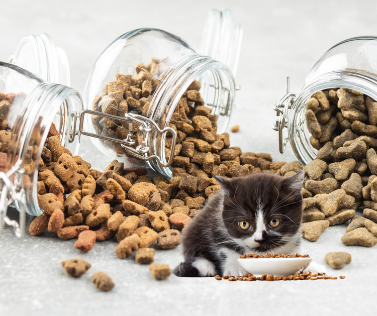Cat Treats & Food