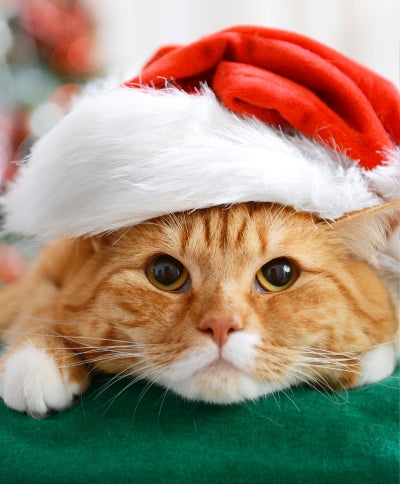 HOLIDAY - CAT