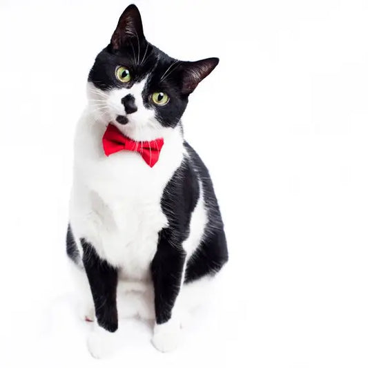 Holiday Red Pet Bow Tie