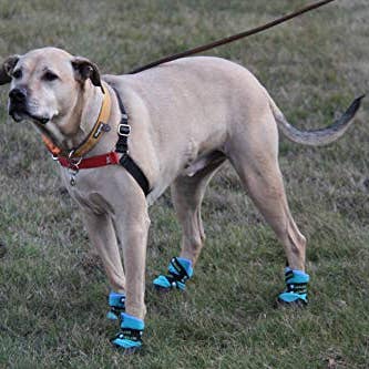 Urban Walkers - Dog Boots