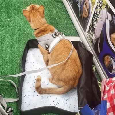 Portable Cat Litter Box for Travel - Convenient and Eco-Friendly Solution