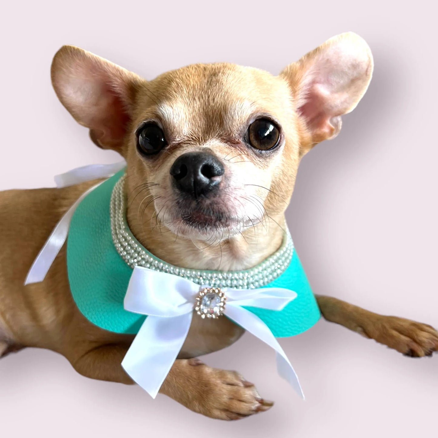 Sniffany Blue Neck Collar- Dog Neck Collar