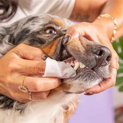 Dental Wipes for Pets Provide Better Oral Care!