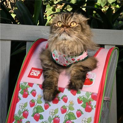 Strawberry Shortcake Cat Harness and Leash