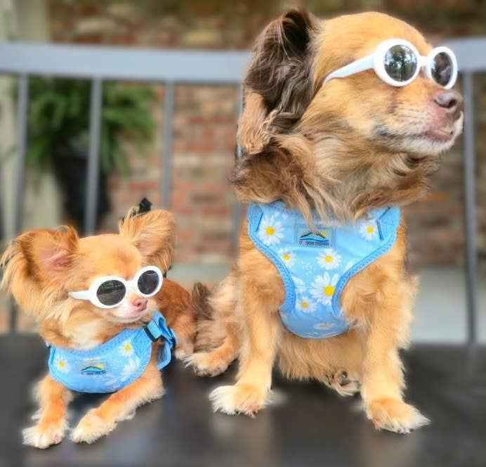 Wrap and snap dog harness - Choke Free Design in Blue Daisy