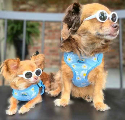 Wrap and snap dog harness - Choke Free Design in Blue Daisy