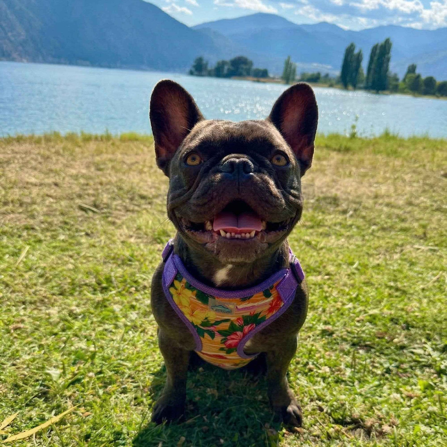 Wrap Snap Choke Free Pet Harness - Sunset Hibiscus Design