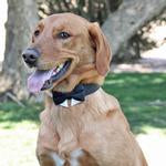 Wedding Collection - Universal Dog Bow Tie - Black with Starter Collar