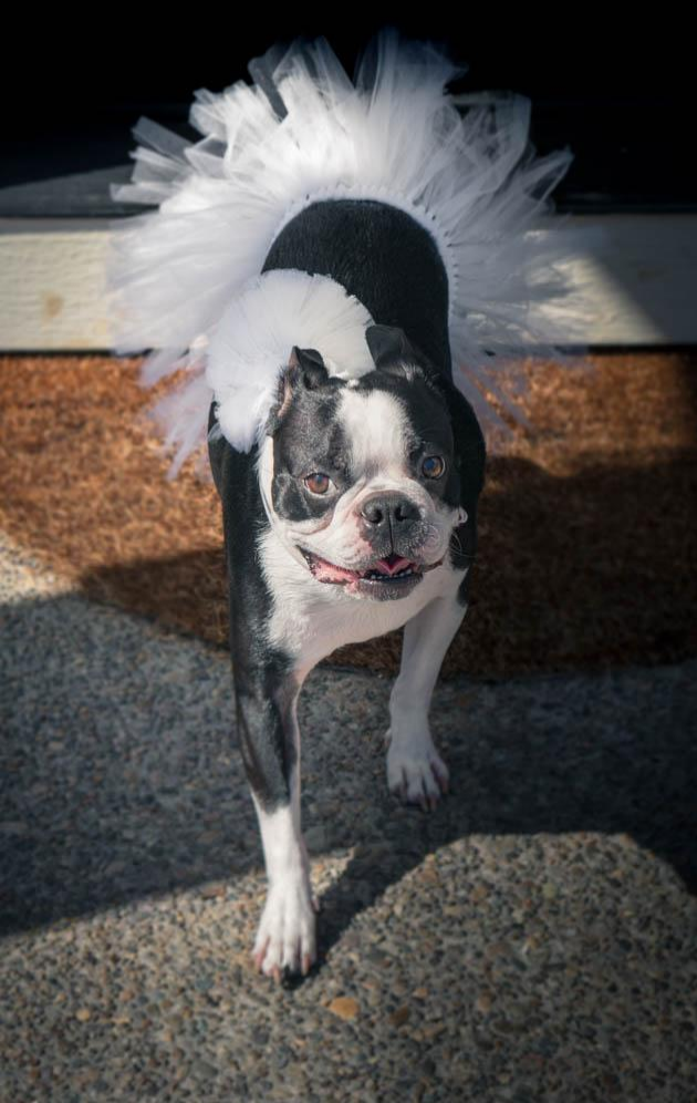 White Bridal Dog Tutu Skirt (XS)