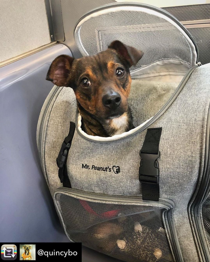 Mr. Peanut's Aspen Series Airline Capable Backpack Pet Carrier