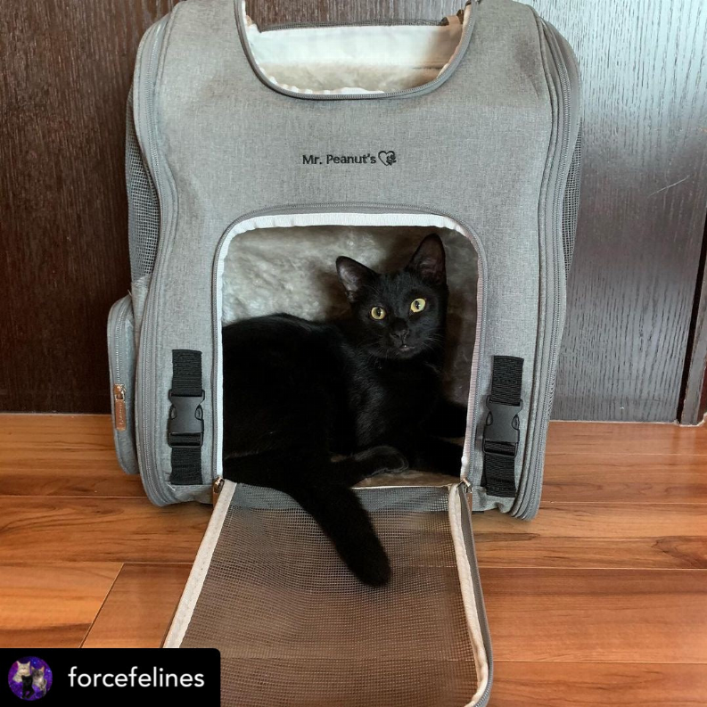 backpack pet carrier with wheels for small dogs