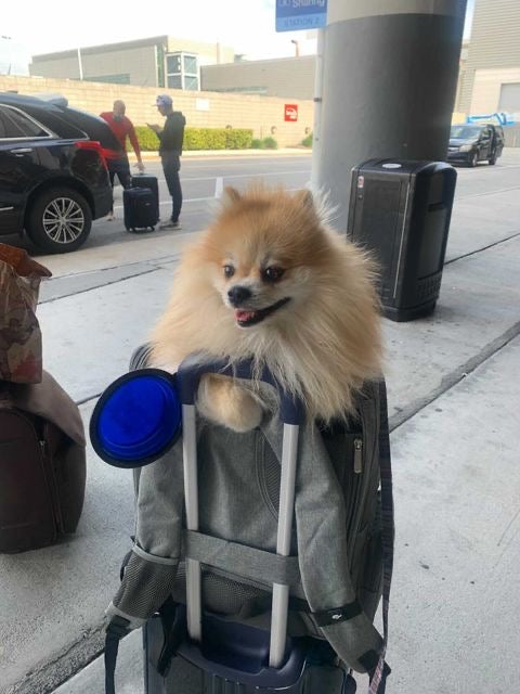 backpack pet carrier with wheels for small dogs