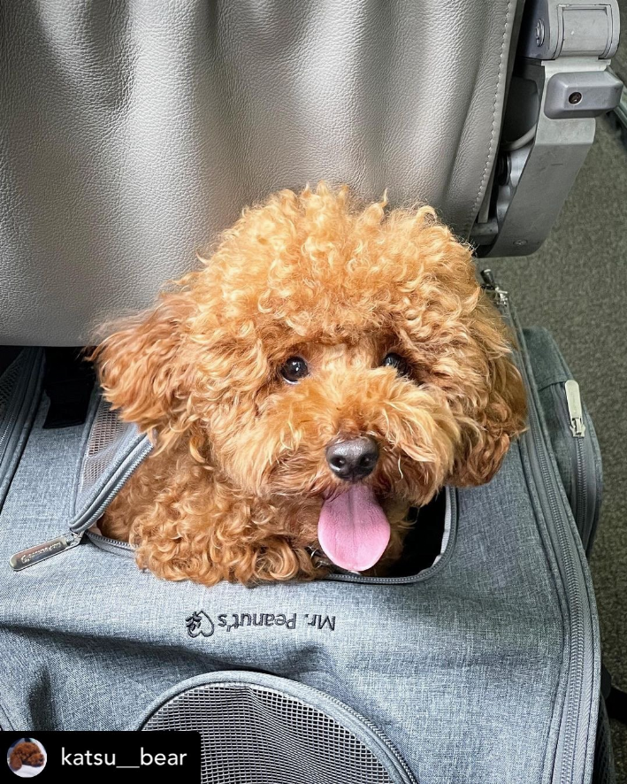 backpack pet carrier with wheels for small dogs